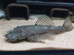 Ancistrus sp. `RIO TOCANTINS II` - Click for species page